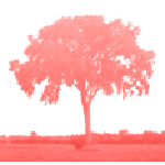Proposal image